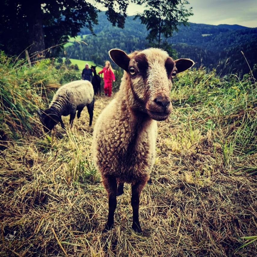 Kamp Erlebnisbauernhof Gutschi Ranch 아파트 외부 사진