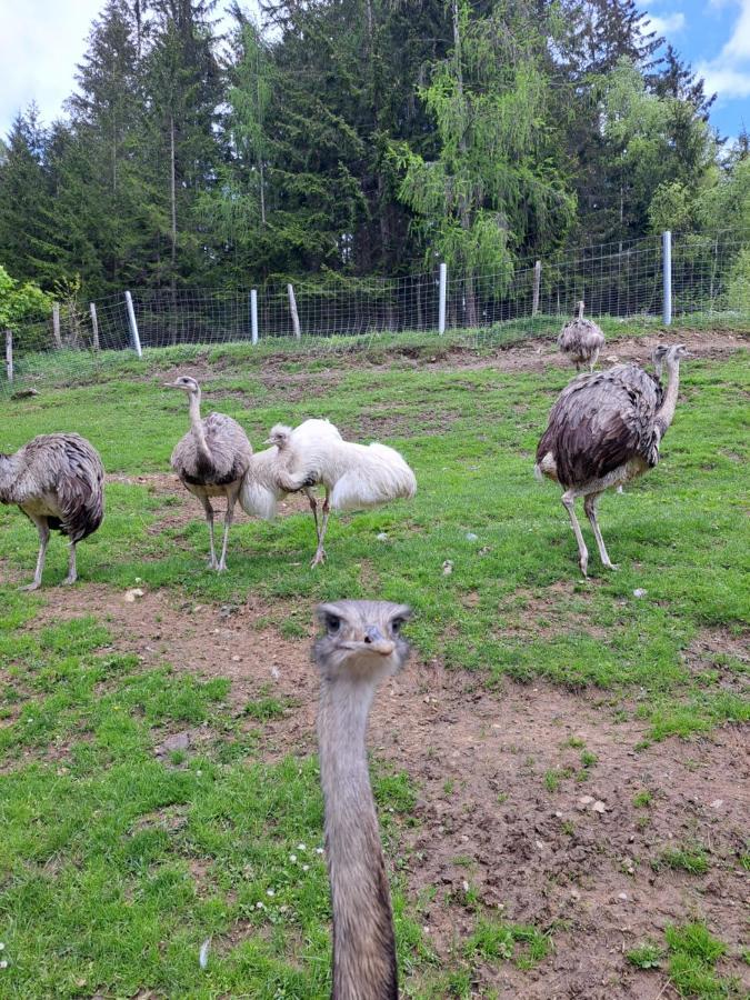 Kamp Erlebnisbauernhof Gutschi Ranch 아파트 외부 사진