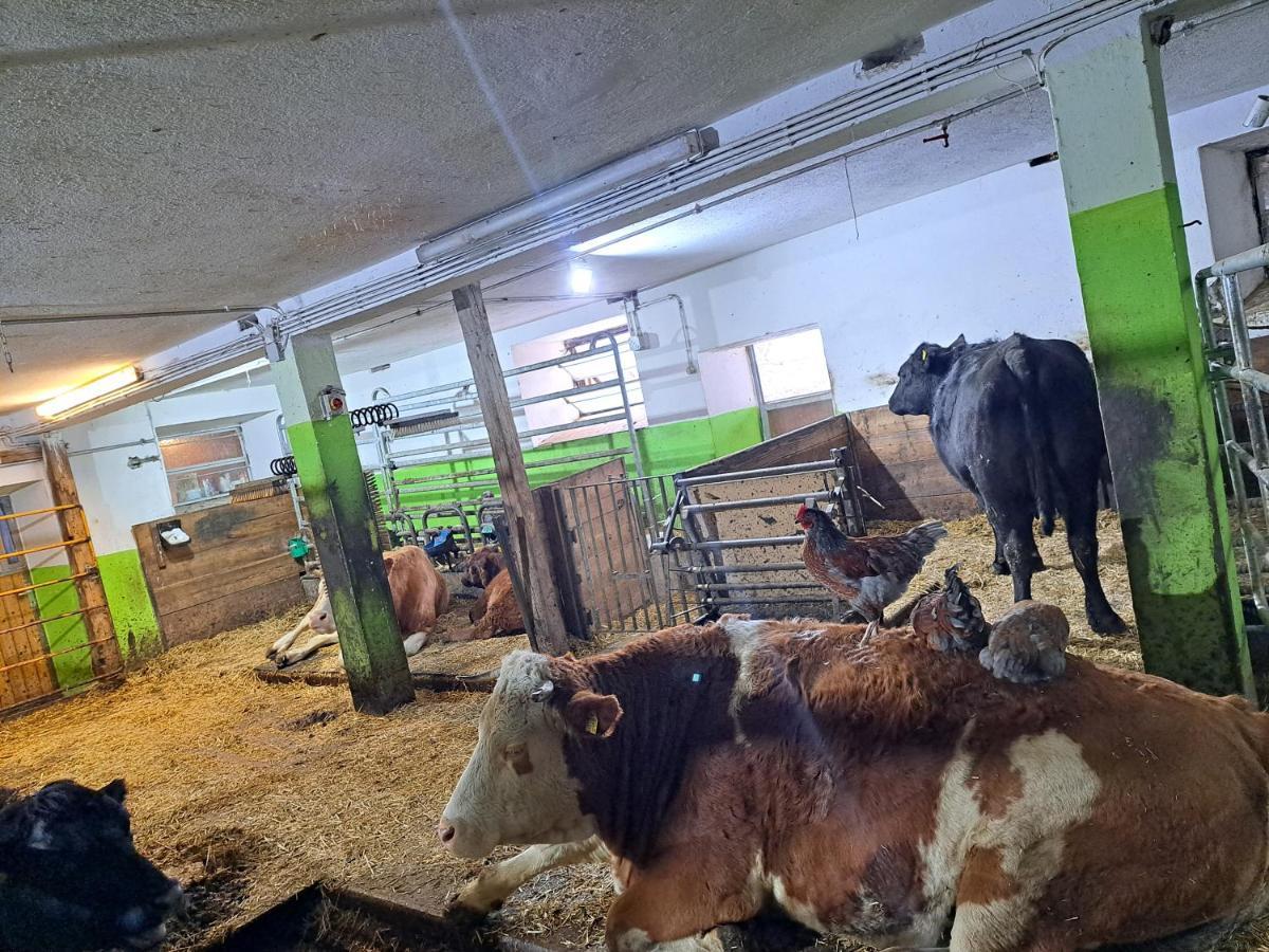 Erlebnisbauernhof Gutschi Ranch Kamp 외부 사진
