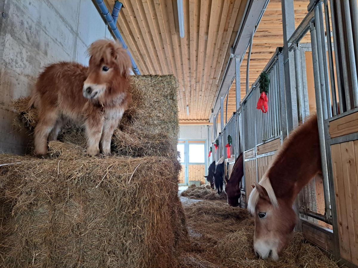 Kamp Erlebnisbauernhof Gutschi Ranch 아파트 외부 사진