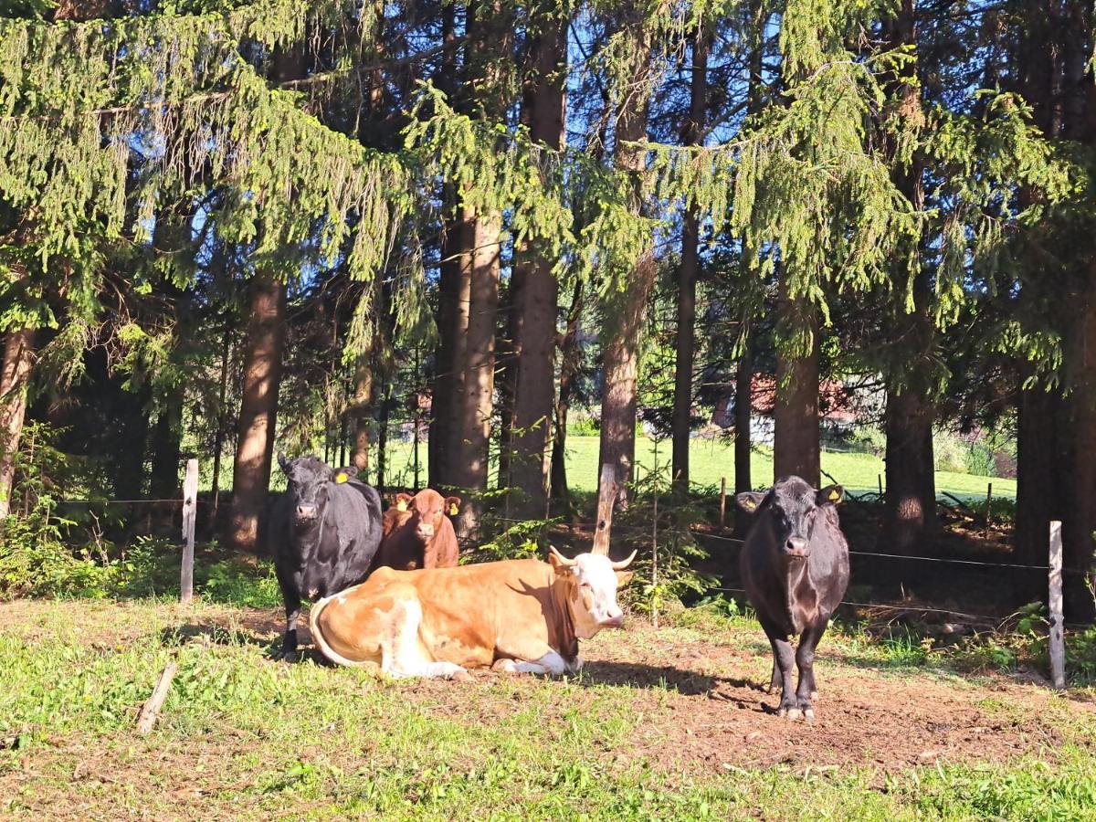 Kamp Erlebnisbauernhof Gutschi Ranch 아파트 외부 사진